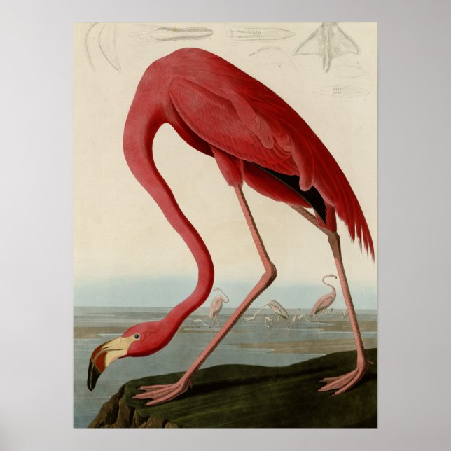 American Flamingo Poster (Framsidan)
