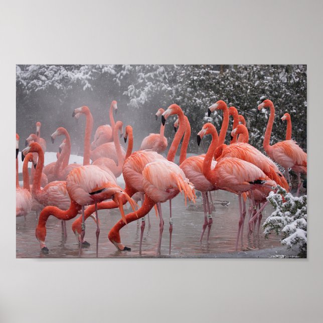 American Flamingo Poster (Framsidan)