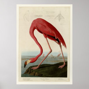 American Flamingo Poster