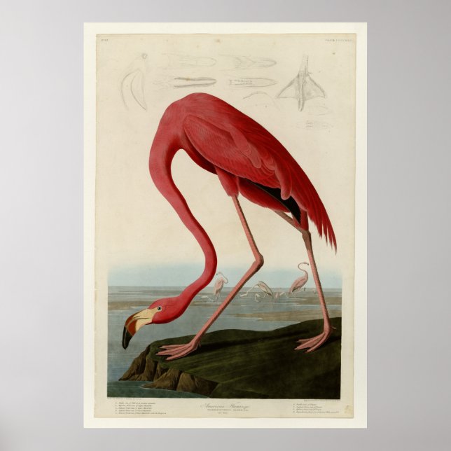 American Flamingo Poster (Framsidan)