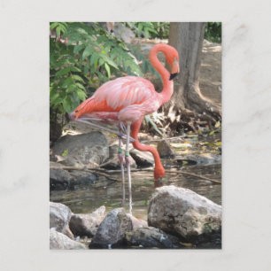 American Flamingo Vykort
