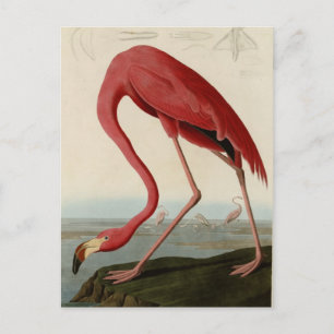 American Flamingo Vykort