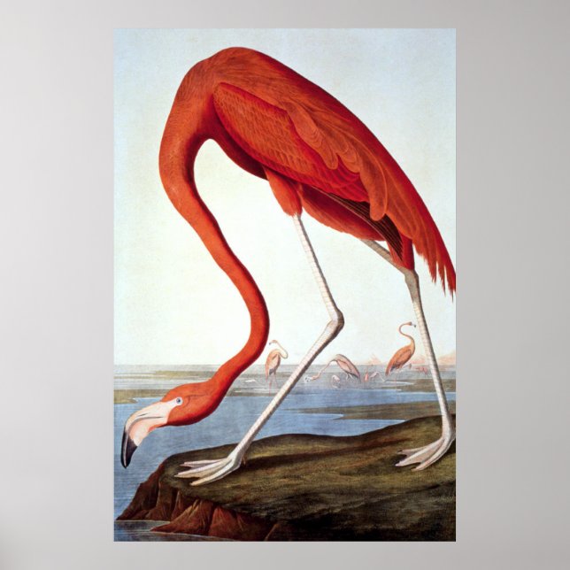 American Flamingo - Wildlife by John Audubon Poster (Framsidan)