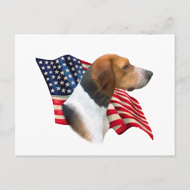 American Foxhound Flagga Vykort (Framsida)