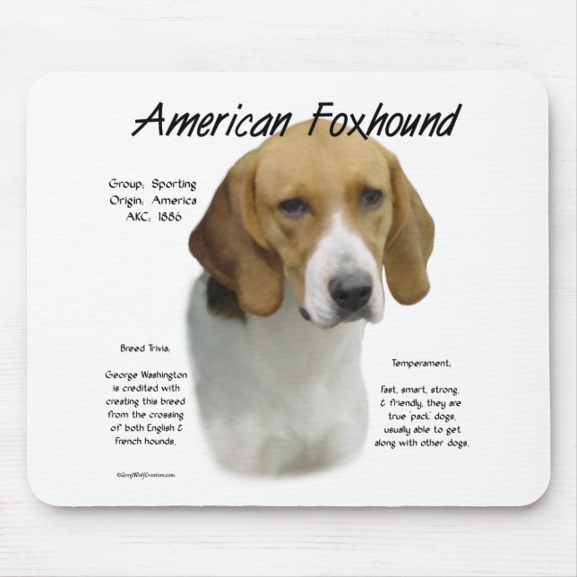 American Foxhound History, om Foxhound Musmatta (Framsidan)