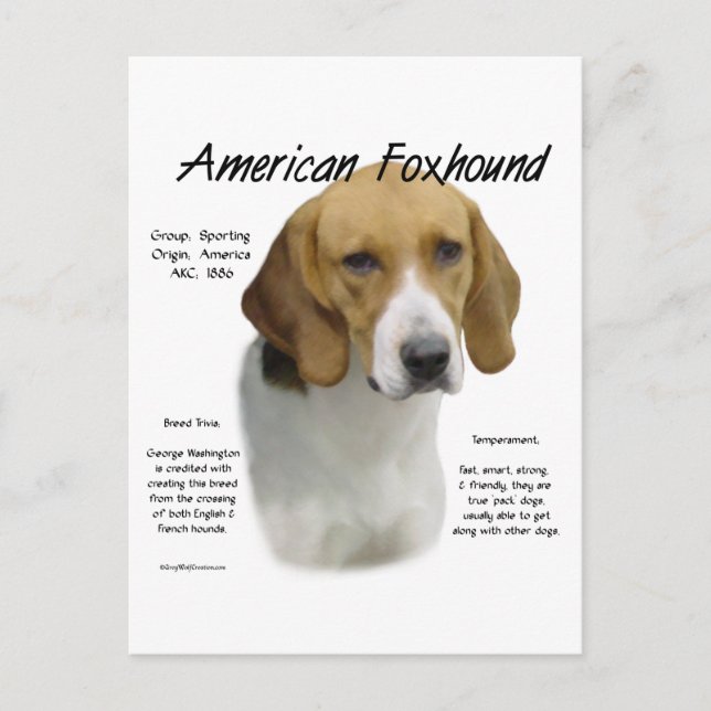 American Foxhound History, om Foxhound Vykort (Framsida)