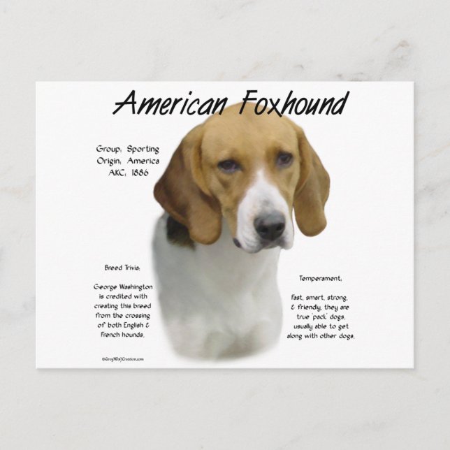 American Foxhound History, om Foxhound Vykort (Framsida)