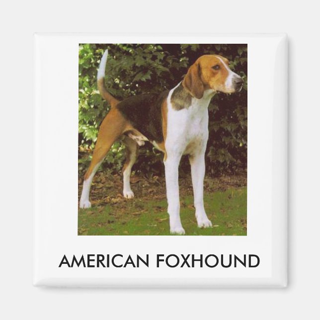 American Foxhound Magnet (Framsidan)