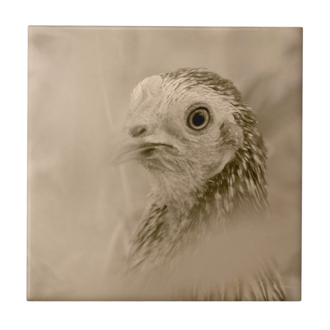 American Game Hen Kakelplatta (Framsidan)