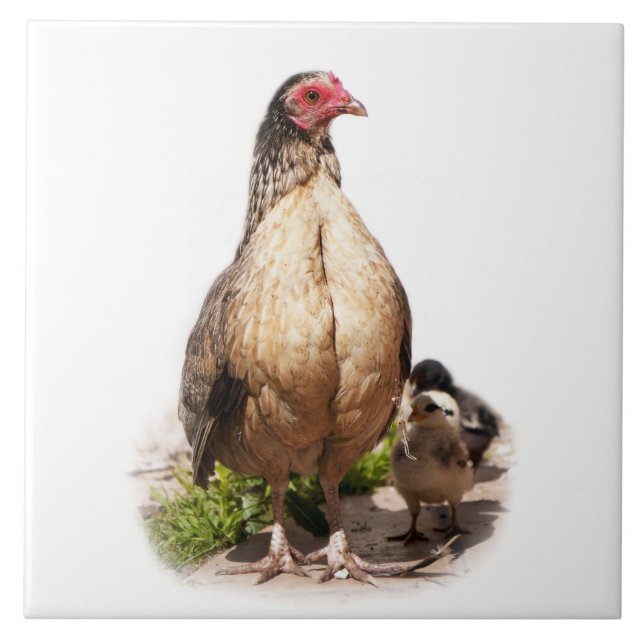 American Game Hen och Baby Chickens Kakelplatta (Framsidan)