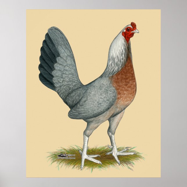 American Game Hen Silver Blue Poster (Framsidan)