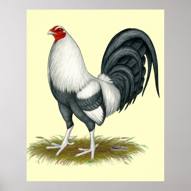 American Game Silver Blue Gamecock Poster (Framsidan)
