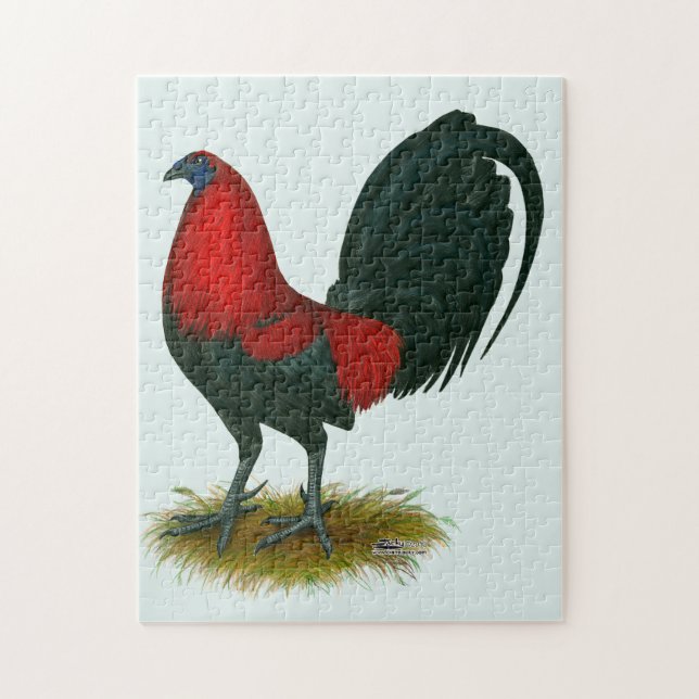 American Gamecock: Brown Red Pussel (Vertikal)