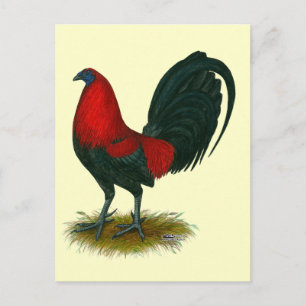American Gamecock: Brown Red Vykort