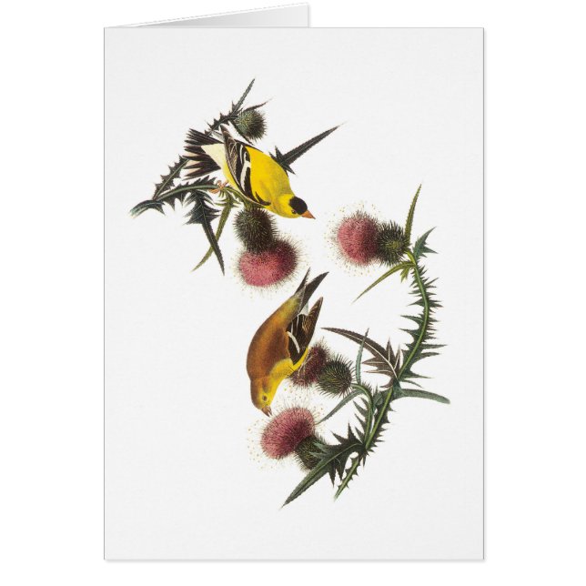 American Goldfinch av Audubon Hälsningskort (Framsidan)