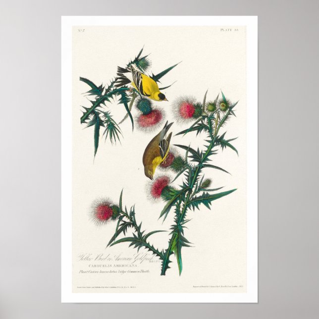 American Goldfinch av Audubon Poster (Framsidan)