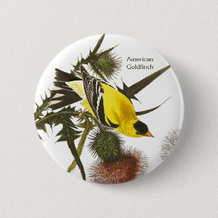 American Goldfinch av John James Audubon, Bird Knapp