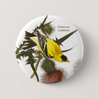 American Goldfinch av John James Audubon, Bird Knapp