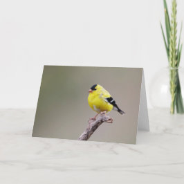 American Goldfinch Bird Kort