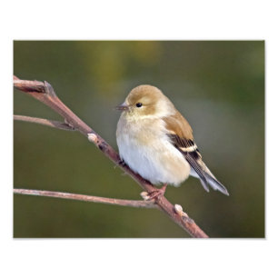 American Goldfinch Fototryck