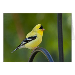 American Goldfinch - framskjutet bildkort Hälsningskort