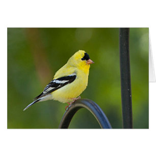American Goldfinch - framskjutet bildkort Hälsningskort