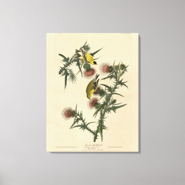 American Goldfinch från Audubon's Birds of America Canvastryck (Framsida)
