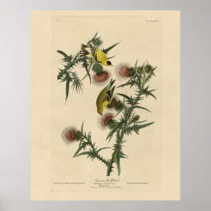 American Goldfinch från Audubon's Birds of America Poster