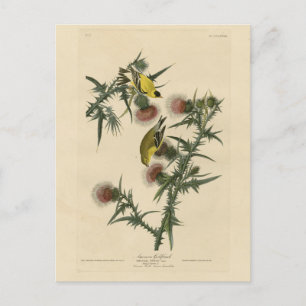 American Goldfinch från Audubon's Birds of America Vykort