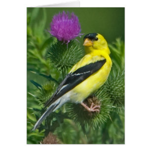 American Goldfinch Hälsningskort