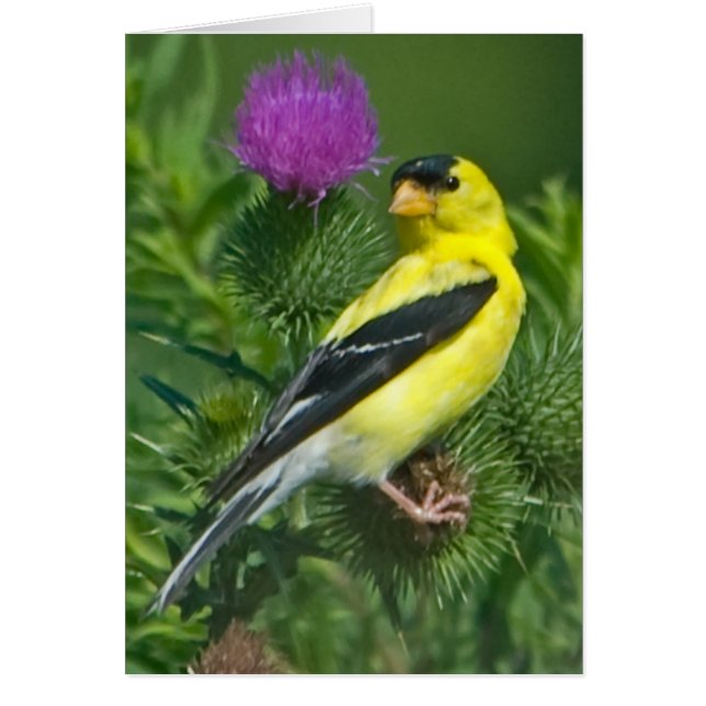 American Goldfinch Hälsningskort (Framsidan)