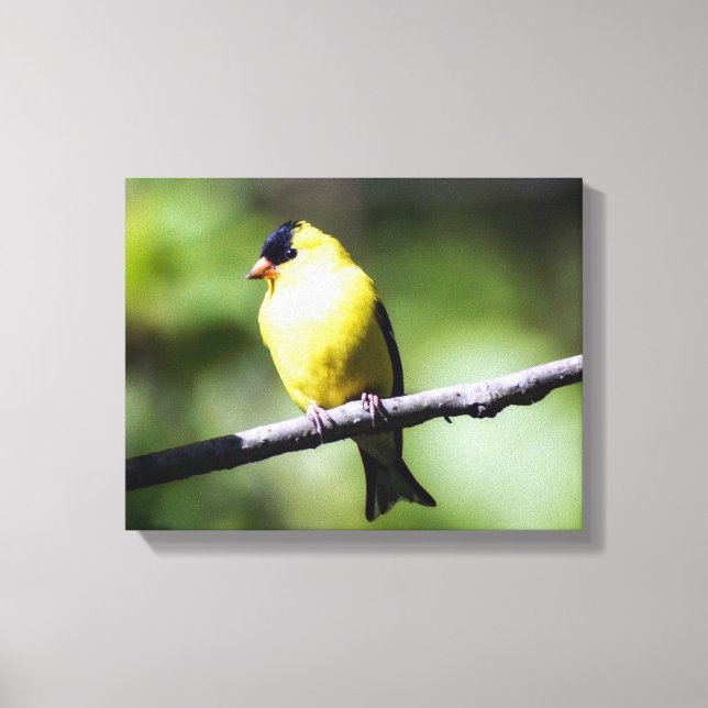 American Goldfinch Kanvastryck (Framsida)