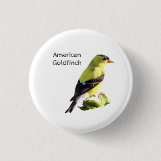 American Goldfinch Knapp