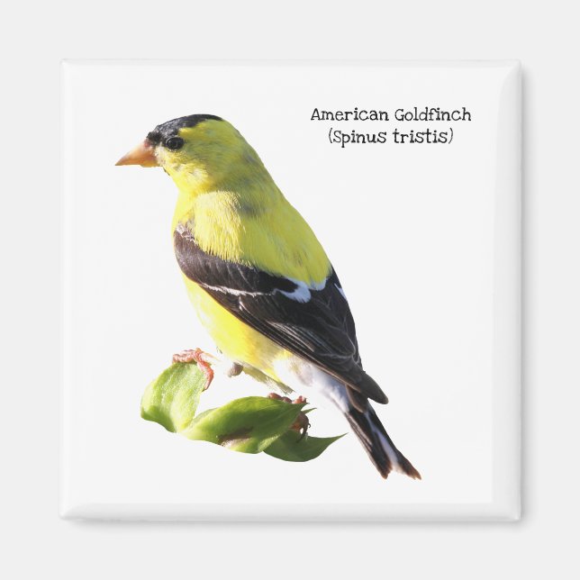 American Goldfinch Magnet (Framsidan)