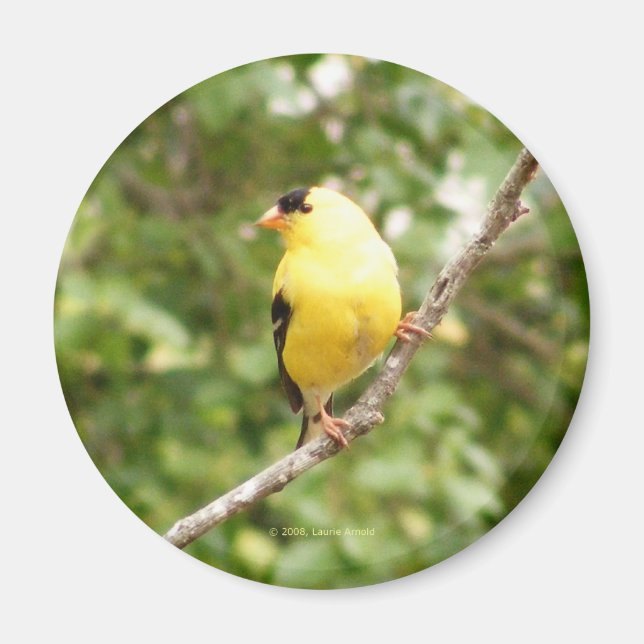 American Goldfinch Magnet (Framsidan)