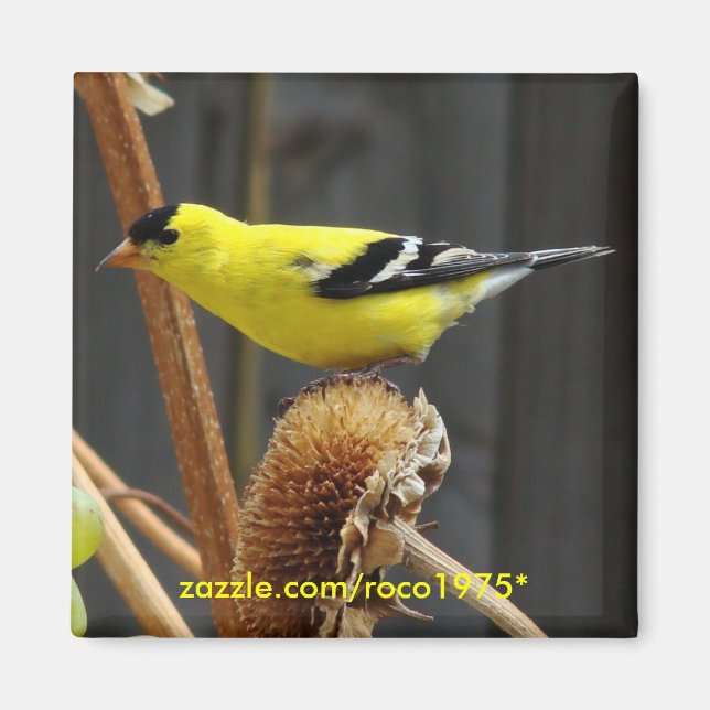 American Goldfinch Magnet (Framsidan)