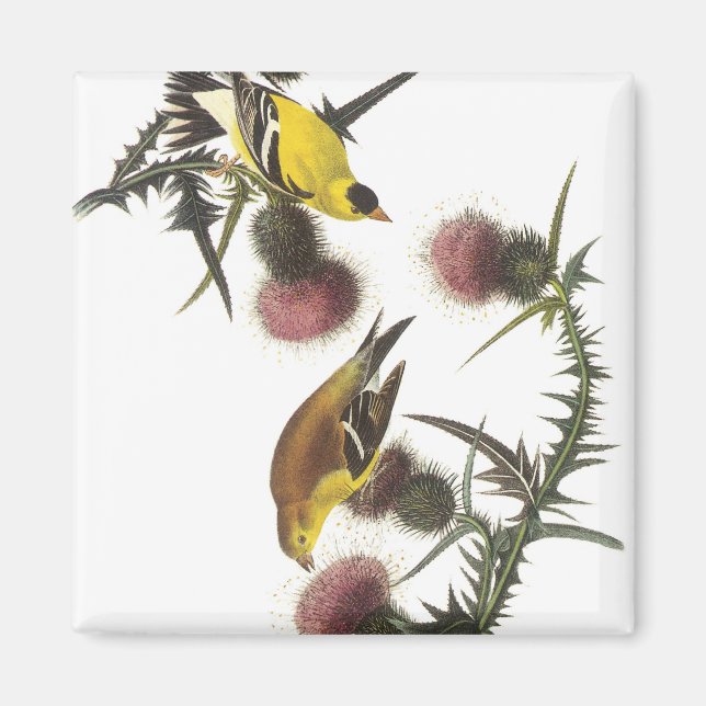 American Goldfinch Magnet (Framsidan)