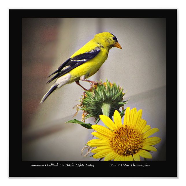 American Goldfinch On Daisy Wall Art Print Fototryck (Framsidan)