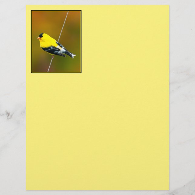 American Goldfinch - originalfoto (Framsida)