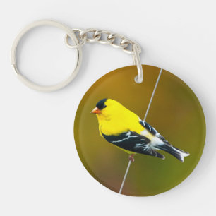 American Goldfinch - originalfoto
