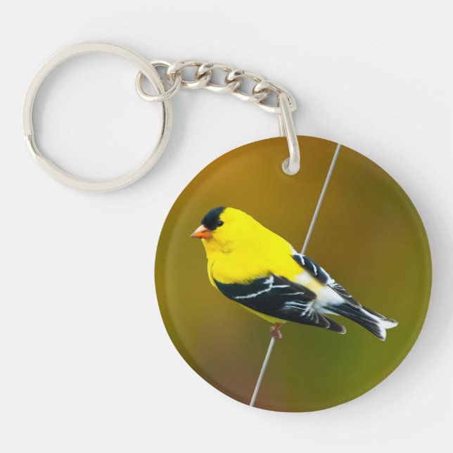 American Goldfinch - originalfoto (Framsidan)