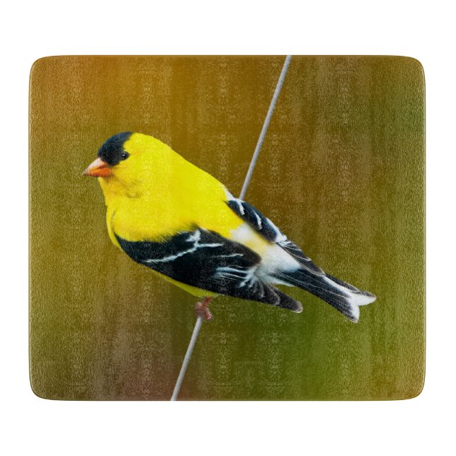 American Goldfinch - originalfoto (Framsidan)