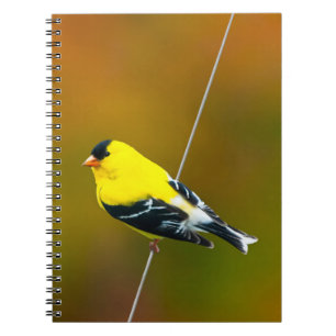 American Goldfinch - originalfoto Anteckningsbok
