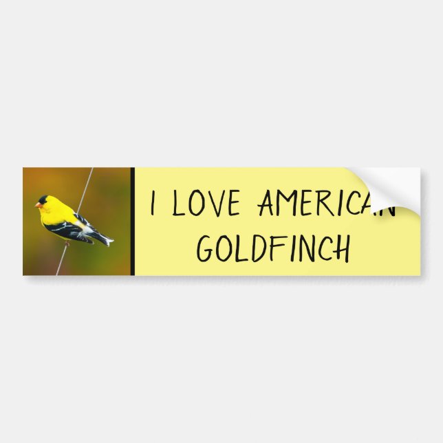 American Goldfinch - originalfoto Bildekal (Framsidan)