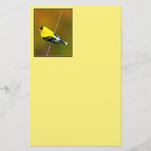 American Goldfinch - originalfoto Brevpapper