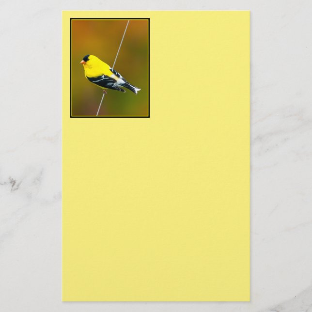 American Goldfinch - originalfoto Brevpapper (Framsida)