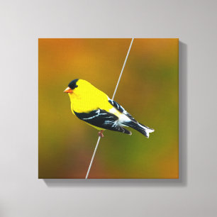American Goldfinch - originalfoto Canvastryck