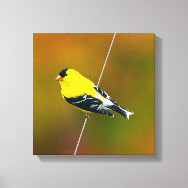 American Goldfinch - originalfoto Canvastryck (Framsida)