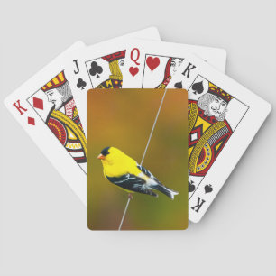 American Goldfinch - originalfoto Casinokort
