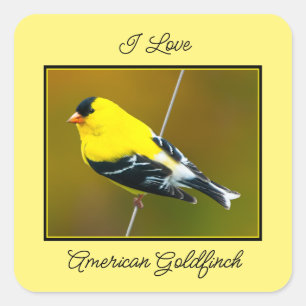 American Goldfinch - originalfoto Fyrkantigt Klistermärke